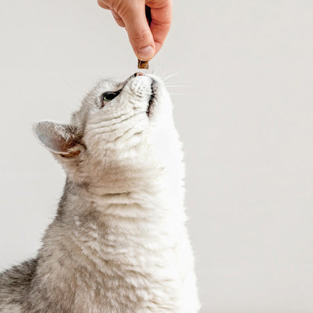 - Crunchy Salmon Circle Cat Treats