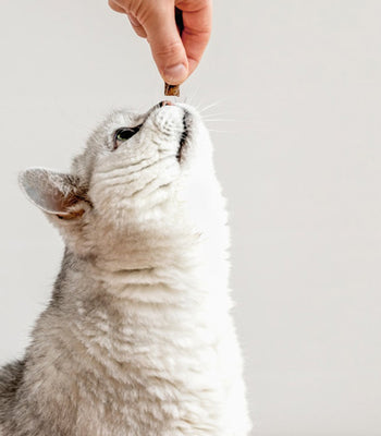 Crunchy Salmon Circle Cat Treats