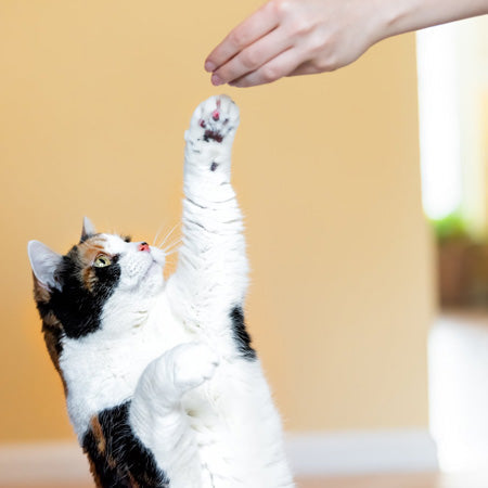 Grain Free Tuna Cat Treats