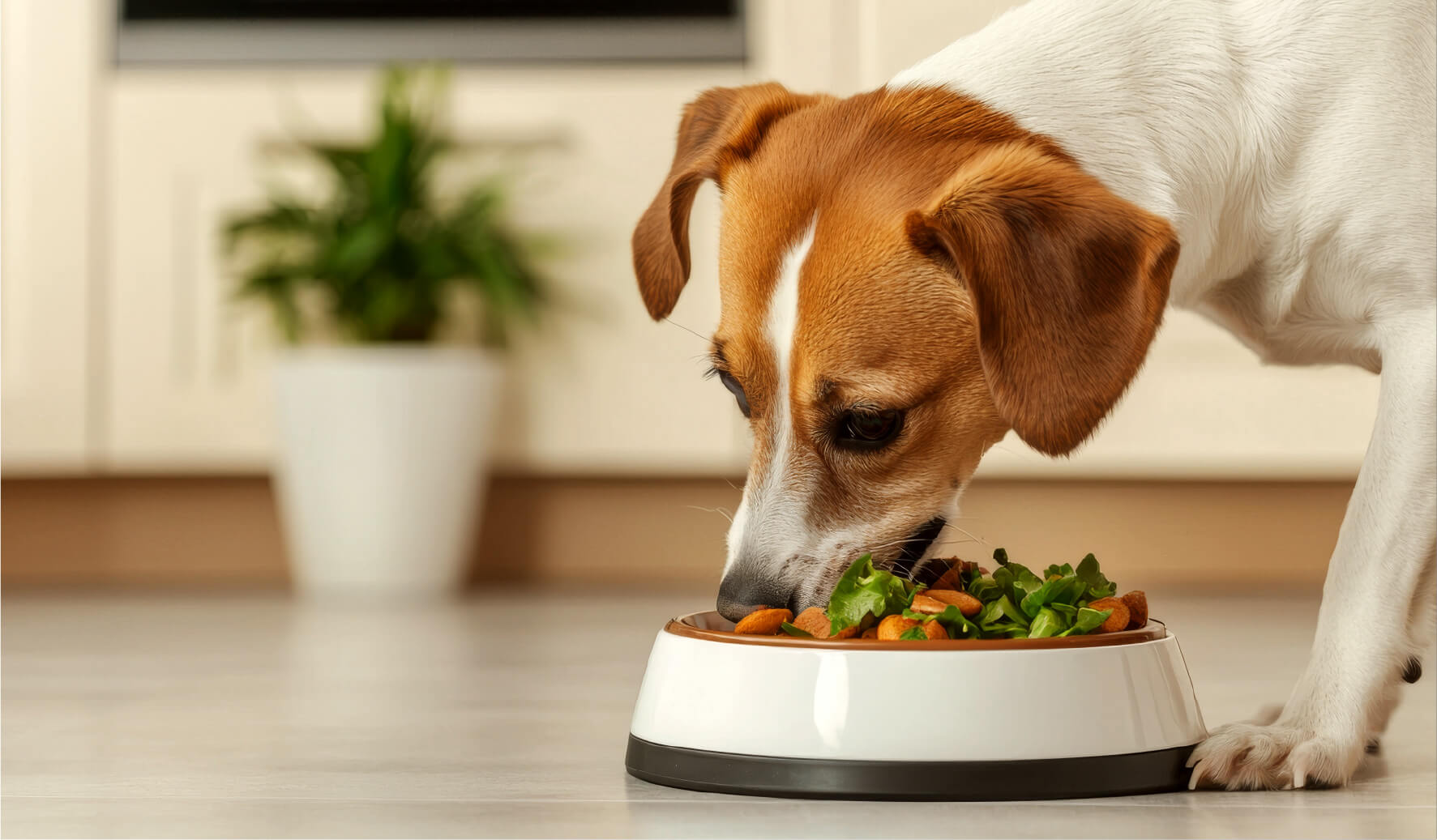 Rosemary Pork, Sweet Potato & Apple Dog Food
