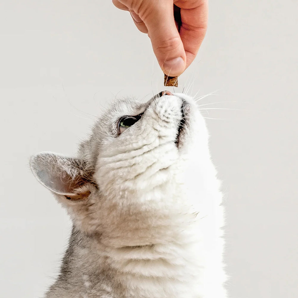 Salmon Catnip Cat Treats