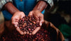 Hands holding freshly harvested coffee cherries, representing coffee origins and bean cultivation